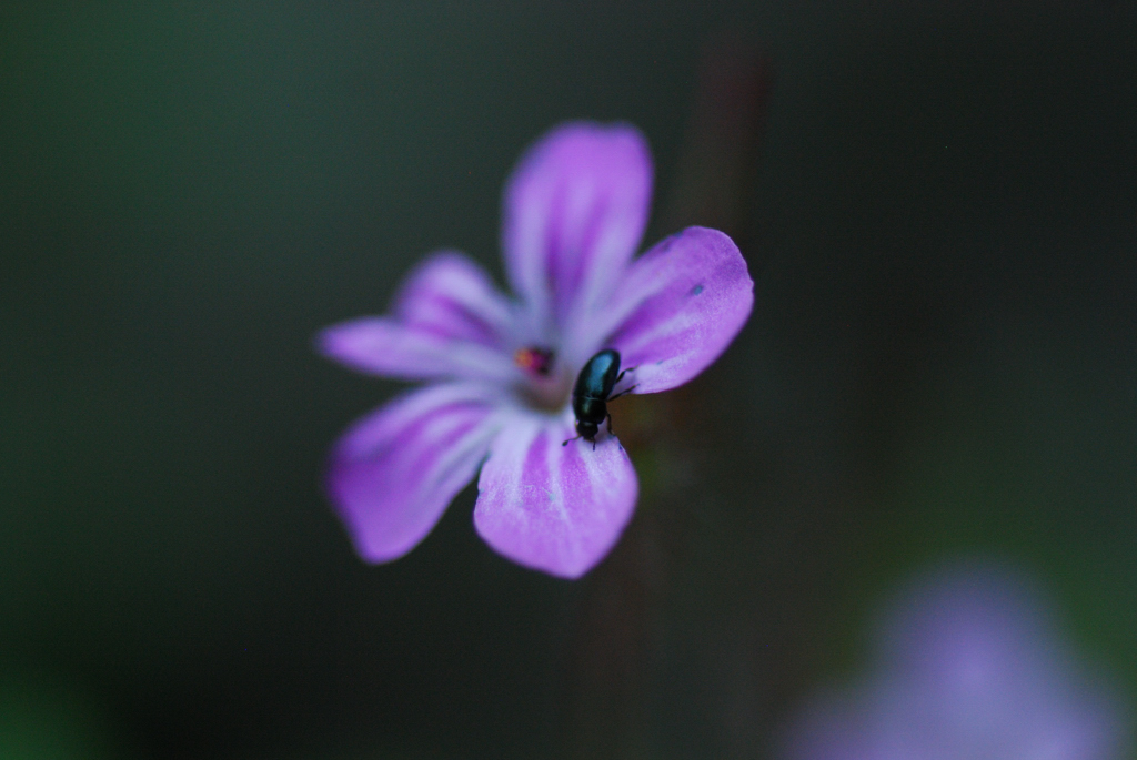 macro_015 .jpg